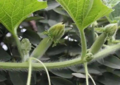 法藤(法藤失效期多久),第2张 法藤(法藤失效期多久),法藤(法藤失效期多久),第2张