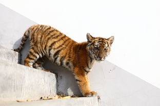 室内装修:【技术分析】如何解决打印机喷头堵塞的问题?,第2张 室内装修:【技术分析】如何解决打印机喷头堵塞的问题?,室内装修:【技术分析】如何解决打印机喷头堵塞的问题?,第2张