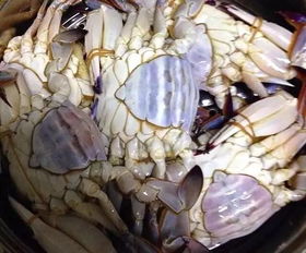 螃蟹煮几分钟(螃蟹煮几分钟口感最好),第3张 螃蟹煮几分钟(螃蟹煮几分钟口感最好),螃蟹煮几分钟(螃蟹煮几分钟口感最好),第3张