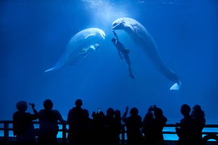 图骗(图片提取文字),第2张 图骗(图片提取文字),图骗(图片提取文字),第2张