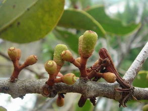 咸竹蜂(咸竹蜂的功效与作用及禁忌),第1张 咸竹蜂(咸竹蜂的功效与作用及禁忌),咸竹蜂(咸竹蜂的功效与作用及禁忌),第1张