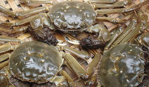 螃蟹煮几分钟(螃蟹煮几分钟口感最好),第2张 螃蟹煮几分钟(螃蟹煮几分钟口感最好),螃蟹煮几分钟(螃蟹煮几分钟口感最好),第2张