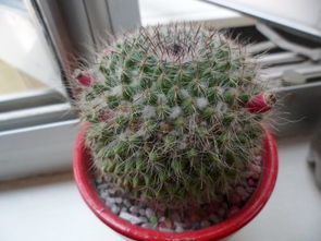 利亚纳改装(利亚纳改装大包围图片),第2张 利亚纳改装(利亚纳改装大包围图片),利亚纳改装(利亚纳改装大包围图片),第2张