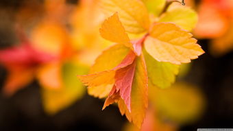 隐形窗纱(隐形窗纱怎么拆洗),第3张 隐形窗纱(隐形窗纱怎么拆洗),隐形窗纱(隐形窗纱怎么拆洗),第3张