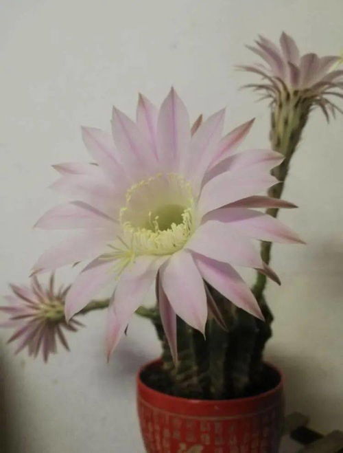 利亚纳改装(利亚纳改装大包围图片),第3张 利亚纳改装(利亚纳改装大包围图片),利亚纳改装(利亚纳改装大包围图片),第3张