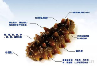 男人四大补品（男人靠前滋补补品）,男人四大补品（男人靠前滋补补品）,第1张