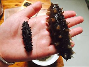 发海参的正确方法视频(发海参最好方法视频教程),第3张 发海参的正确方法视频(发海参最好方法视频教程),发海参的正确方法视频(发海参最好方法视频教程),第3张