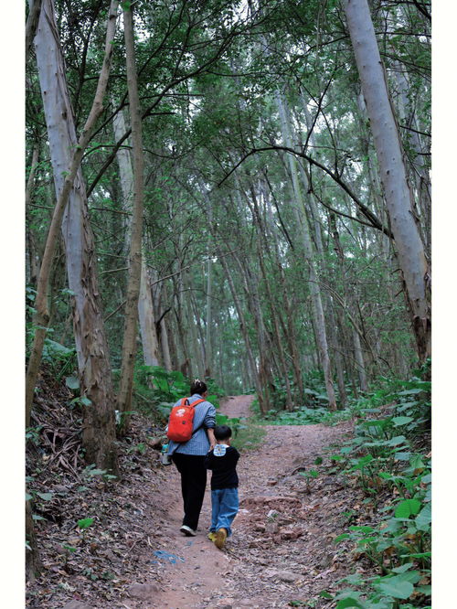 树林中的糕点店(树林的零食),第3张 树林中的糕点店(树林的零食),树林中的糕点店(树林的零食),第3张