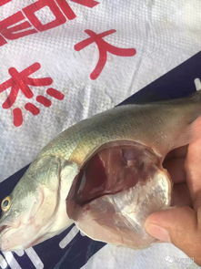 靠前营养价值最高鱼(靠前营养价值最高鱼类),第2张 靠前营养价值最高鱼(靠前营养价值最高鱼类),靠前营养价值最高鱼(靠前营养价值最高鱼类),第2张