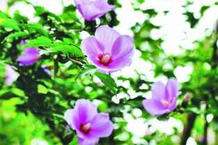 木棉花图片(木槿花图片),第1张 木棉花图片(木槿花图片),木棉花图片(木槿花图片),第1张