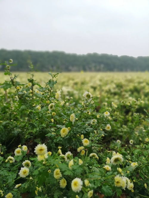 非常芯地漏(非常芯地漏的核心技术),第3张 非常芯地漏(非常芯地漏的核心技术),非常芯地漏(非常芯地漏的核心技术),第3张