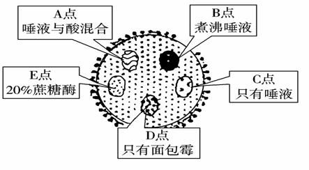 皮肤比较厚怎么办(皮肤细胞膜过厚怎么办),第1张 皮肤比较厚怎么办(皮肤细胞膜过厚怎么办),皮肤比较厚怎么办(皮肤细胞膜过厚怎么办),第1张