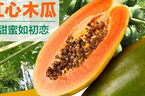 自制红酒木瓜汤(红酒木瓜汤有副作用吗),第1张 自制红酒木瓜汤(红酒木瓜汤有副作用吗),自制红酒木瓜汤(红酒木瓜汤有副作用吗),第1张