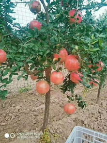 突尼斯软籽石榴(突尼斯软籽石榴苗哪买到真苗),第1张 突尼斯软籽石榴(突尼斯软籽石榴苗哪买到真苗),突尼斯软籽石榴(突尼斯软籽石榴苗哪买到真苗),第1张