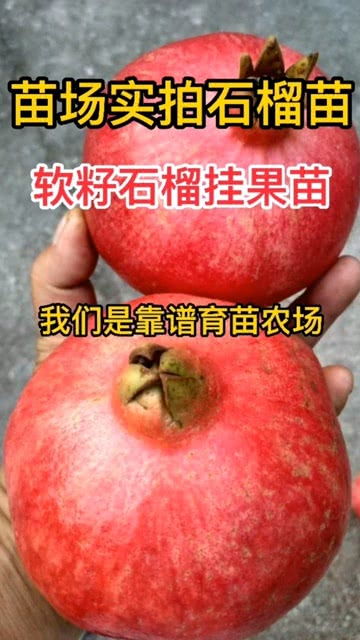 突尼斯软籽石榴(突尼斯软籽石榴苗哪买到真苗),第2张 突尼斯软籽石榴(突尼斯软籽石榴苗哪买到真苗),突尼斯软籽石榴(突尼斯软籽石榴苗哪买到真苗),第2张