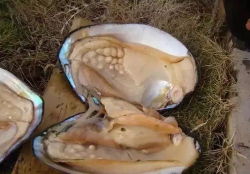 河蚌寄生虫能煮死吗(河蚌寄生虫会爬进人体内吗),第1张 河蚌寄生虫能煮死吗(河蚌寄生虫会爬进人体内吗),河蚌寄生虫能煮死吗(河蚌寄生虫会爬进人体内吗),第1张