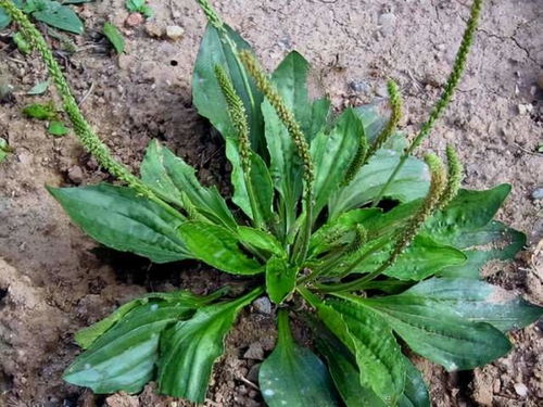 车前草的作用(车前草的作用和功能主治禁忌),第2张 车前草的作用(车前草的作用和功能主治禁忌),车前草的作用(车前草的作用和功能主治禁忌),第2张