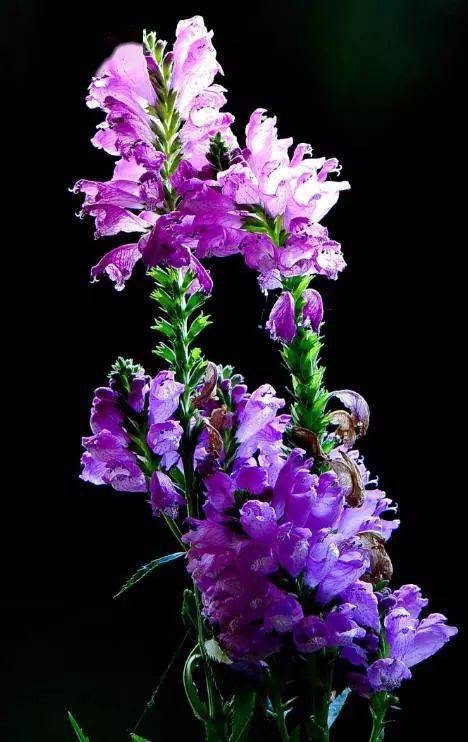 死亡之花(金鱼草为什么叫死亡之花),第1张 死亡之花(金鱼草为什么叫死亡之花),死亡之花(金鱼草为什么叫死亡之花),第1张