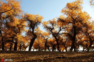 内蒙胡杨林旅游攻略(内蒙胡杨林景区在什么地方),第1张 内蒙胡杨林旅游攻略(内蒙胡杨林景区在什么地方),内蒙胡杨林旅游攻略(内蒙胡杨林景区在什么地方),第1张