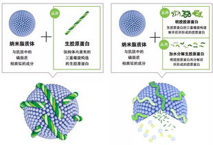 皮肤吸收方式（皮肤吸收原理）,皮肤吸收方式（皮肤吸收原理）,第3张