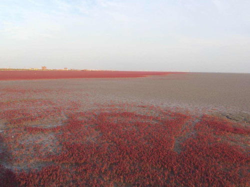 盘锦红海滩简介（盘锦红海滩简介景区）,盘锦红海滩简介（盘锦红海滩简介景区）,第2张