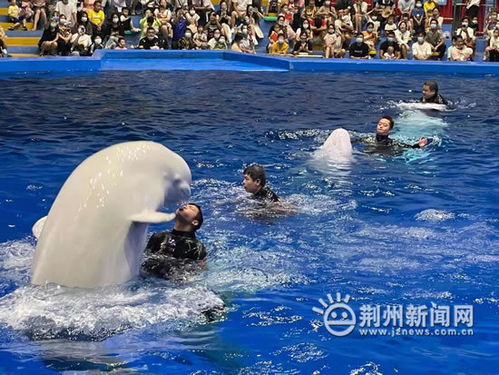 室内装修材料(室内装修材料图片),第1张 室内装修材料(室内装修材料图片),室内装修材料(室内装修材料图片),第1张