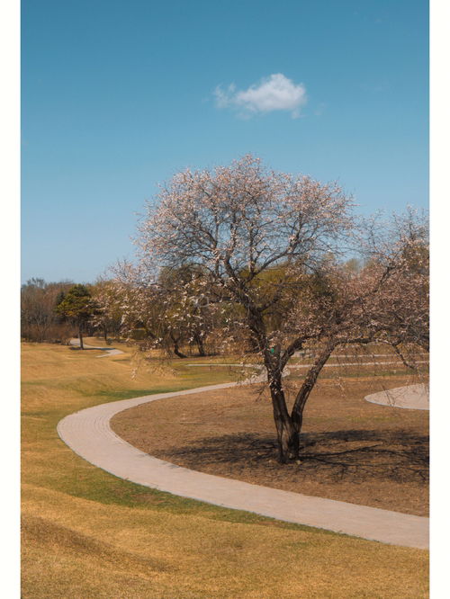 2021年太阳岛免费开放了吗（太阳岛门票免费了吗）,2021年太阳岛免费开放了吗（太阳岛门票免费了吗）,第2张