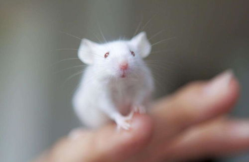 蜣螂怎么念（蜣螂字怎么读）,蜣螂怎么念（蜣螂字怎么读）,第1张