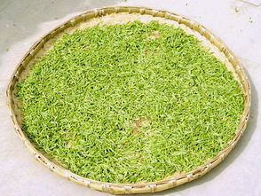 龙井属于什么茶（西湖龙井属于什么茶）,龙井属于什么茶（西湖龙井属于什么茶）,第2张