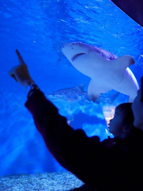 大连圣亚海洋世界一日游攻略(为啥说尽量别带孩子去海洋馆),第2张 大连圣亚海洋世界一日游攻略(为啥说尽量别带孩子去海洋馆),大连圣亚海洋世界一日游攻略(为啥说尽量别带孩子去海洋馆),第2张