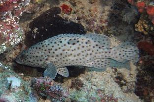 石斑鱼排名（石斑鱼排名前十名）,石斑鱼排名（石斑鱼排名前十名）,第1张