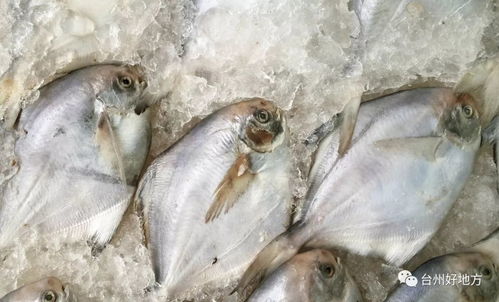 海梭鱼图片（海鲳鱼图片）,海梭鱼图片（海鲳鱼图片）,第1张