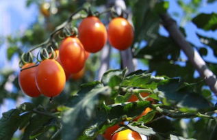 圣女果和西红柿的区别(圣女果和西红柿的区别 糖分),第2张 圣女果和西红柿的区别(圣女果和西红柿的区别 糖分),圣女果和西红柿的区别(圣女果和西红柿的区别 糖分),第2张