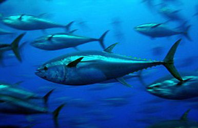 金枪鱼图片(蓝鳍金枪鱼图片),第3张 金枪鱼图片(蓝鳍金枪鱼图片),金枪鱼图片(蓝鳍金枪鱼图片),第3张