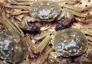 昆明大闸蟹（昆明大闸蟹批发市场）,昆明大闸蟹（昆明大闸蟹批发市场）,第3张