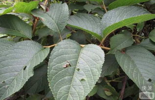 雷公藤的副作用(雷公藤的副作用选择题),第1张 雷公藤的副作用(雷公藤的副作用选择题),雷公藤的副作用(雷公藤的副作用选择题),第1张