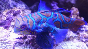 x3(x3和x5手机有什么区别),第2张 x3(x3和x5手机有什么区别),x3(x3和x5手机有什么区别),第2张