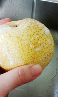 冰糖雪梨做法(微波炉冰糖雪梨做法),第1张 冰糖雪梨做法(微波炉冰糖雪梨做法),冰糖雪梨做法(微波炉冰糖雪梨做法),第1张