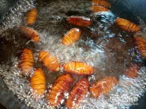 油炸蚕蛹怎么炸的酥脆(油炸蚕蛹怎么做),第1张 油炸蚕蛹怎么炸的酥脆(油炸蚕蛹怎么做),油炸蚕蛹怎么炸的酥脆(油炸蚕蛹怎么做),第1张