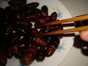 油炸蚕蛹怎么炸的酥脆(油炸蚕蛹怎么做),第3张 油炸蚕蛹怎么炸的酥脆(油炸蚕蛹怎么做),油炸蚕蛹怎么炸的酥脆(油炸蚕蛹怎么做),第3张