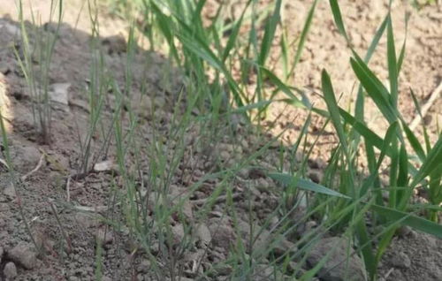 aerox（aero效果是什么）,aerox（aero效果是什么）,第1张