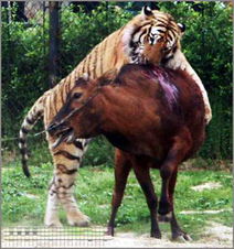 兽王的狩猎老虎(兽王的狩猎老虎是谁),第3张 兽王的狩猎老虎(兽王的狩猎老虎是谁),兽王的狩猎老虎(兽王的狩猎老虎是谁),第3张