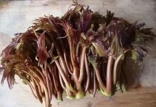 腌制的香椿芽怎么吃怎么食用(腌的香椿芽怎么调),第1张 腌制的香椿芽怎么吃怎么食用(腌的香椿芽怎么调),腌制的香椿芽怎么吃怎么食用(腌的香椿芽怎么调),第1张