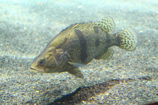 石斑鱼排名（石斑鱼排名前十名）,石斑鱼排名（石斑鱼排名前十名）,第3张