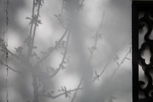 婆娑皮肤(婆娑出处),第2张 婆娑皮肤(婆娑出处),婆娑皮肤(婆娑出处),第2张