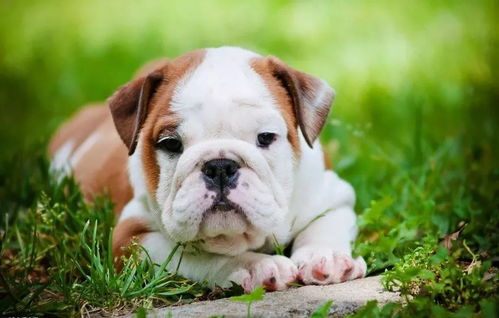 牛头犬(牛头犬斗草),第2张 牛头犬(牛头犬斗草),牛头犬(牛头犬斗草),第2张