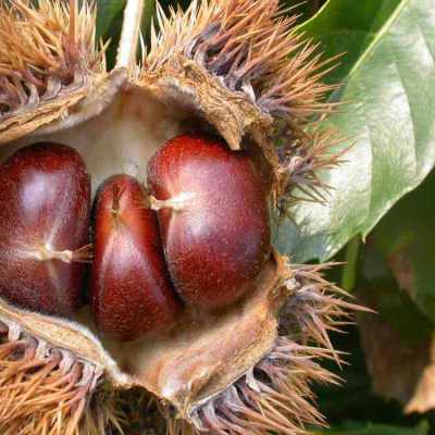 剥生板栗皮的最快方法（生栗子剥皮的快速方法）,剥生板栗皮的最快方法（生栗子剥皮的快速方法）,第3张