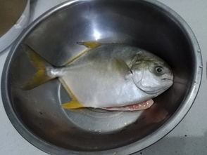 海梭鱼图片（海鲳鱼图片）,海梭鱼图片（海鲳鱼图片）,第2张