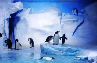 极地海洋世界攻略(天津海昌极地海洋世界攻略),第2张 极地海洋世界攻略(天津海昌极地海洋世界攻略),极地海洋世界攻略(天津海昌极地海洋世界攻略),第2张