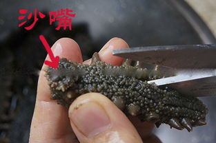 发海参的正确方法视频(发海参最好方法视频教程),第2张 发海参的正确方法视频(发海参最好方法视频教程),发海参的正确方法视频(发海参最好方法视频教程),第2张